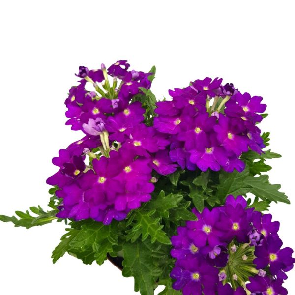 Verbena