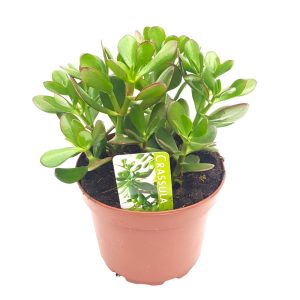 Crassula ovata