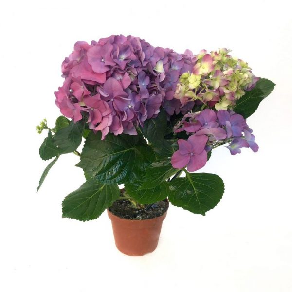 Hortensia ghiveci D12 cm