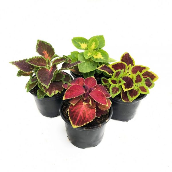 Coleus - Urzicuta