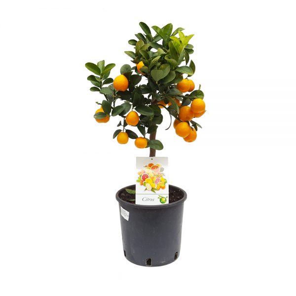 Citrice calamondin fukushu