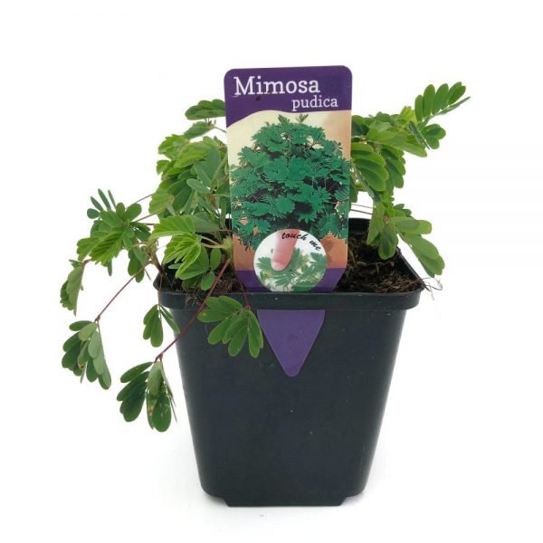 Mimosa Pudica mai multe plante