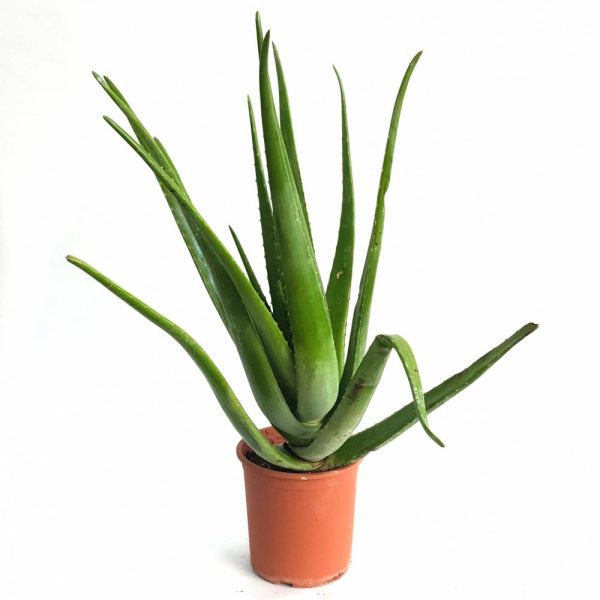 Aloe Vera adulta 6-7 ani