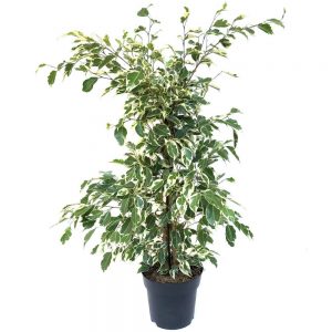 Ficus benjamin bicolor Twilight