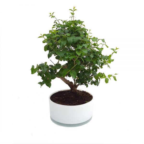 Bonsai cu ghiveci rotund de sticla