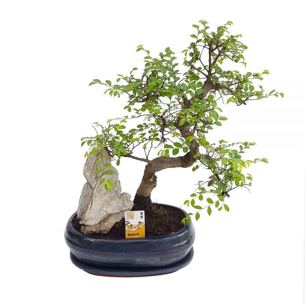 Bonsai in ghiveci D28 cu decor si farfurie Floraria Trias