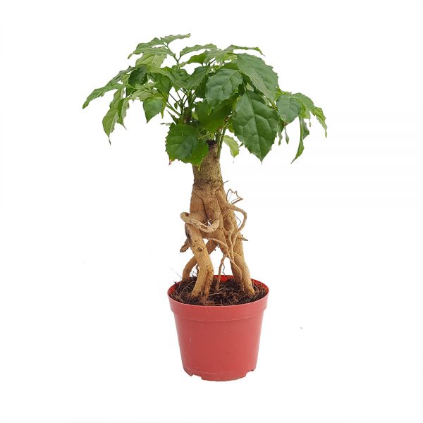 Bonsai radermachera