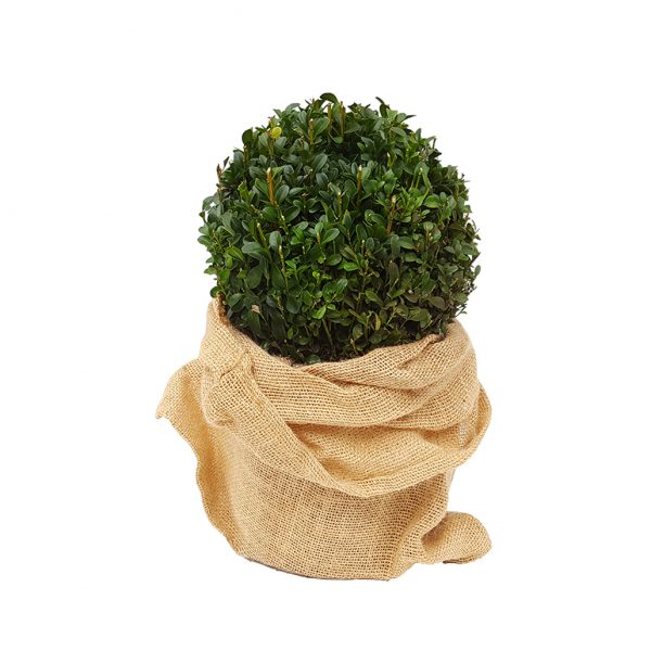 Buxus bila cu sac de iuta