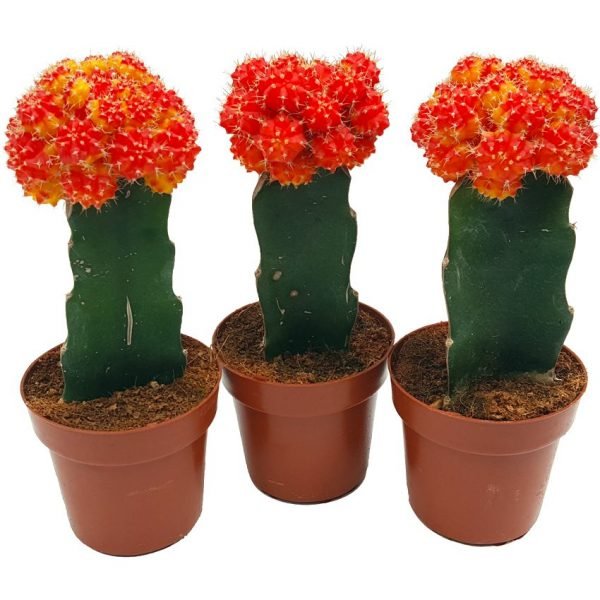 Cactus altoit extra