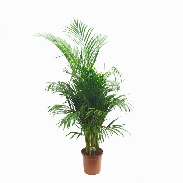 Chrysalidocarpus - Areca d24