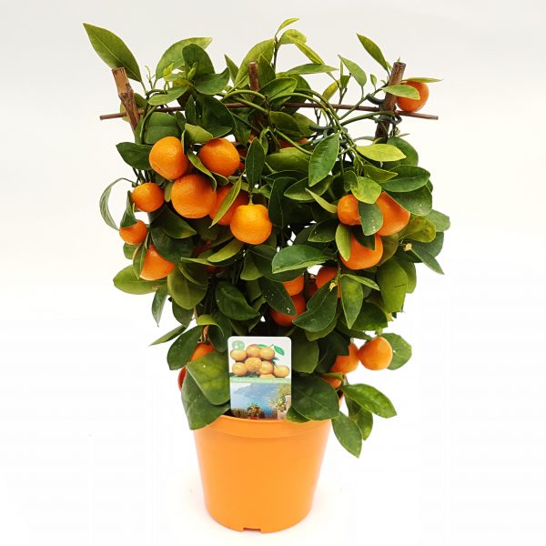 Citrice Calamondin pe scarita