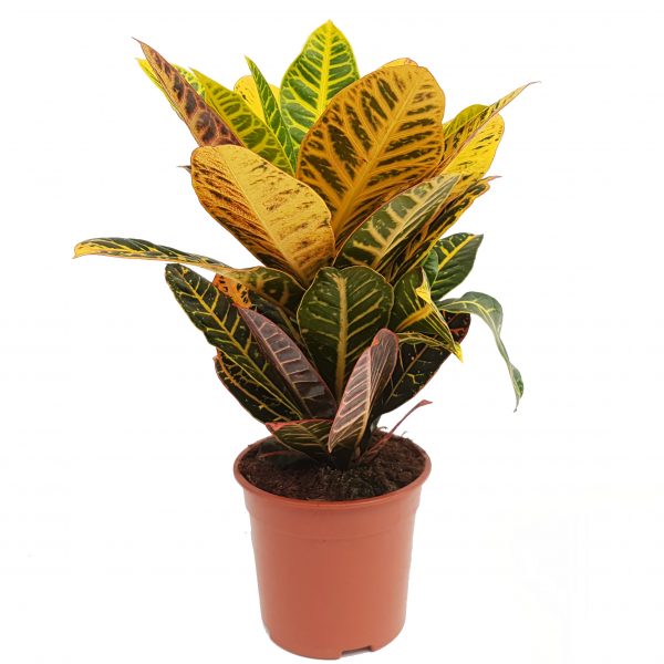 Croton Codiaeum Excellent premium