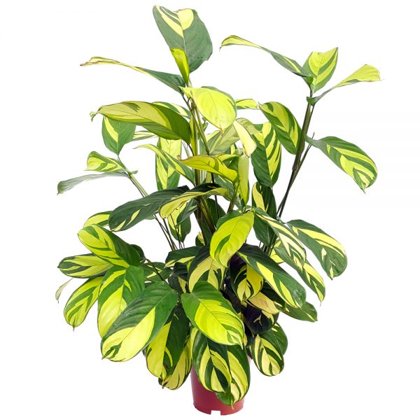 Ctenanthe Green