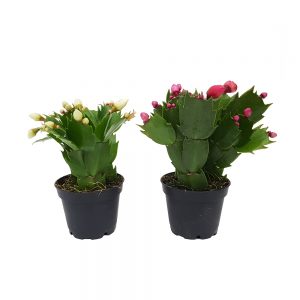 Craciunica Schlumbergera mini