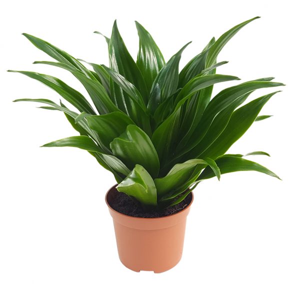 Dracaena Compacta