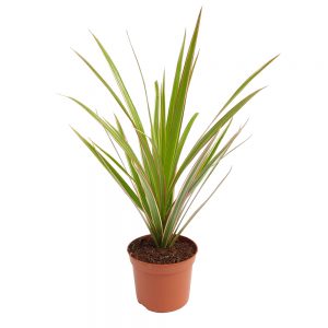 Dracaena marginata bicolor