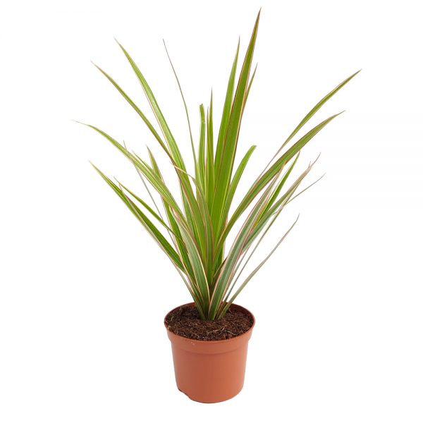 Dracaena marginata bicolor