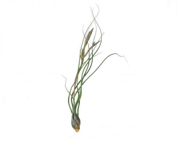 Tillandsia Butzii