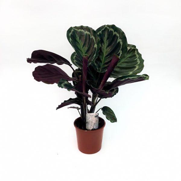 Calathea Rosa Picta