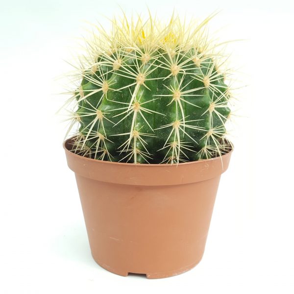 Cactus grusonii