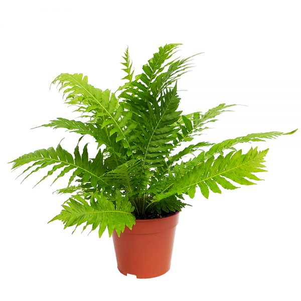 feriga blechnum silver lady