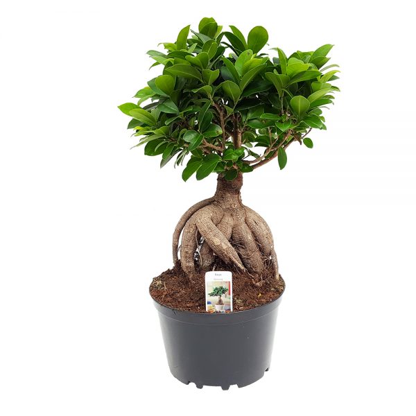 Bonsai ficus - Ginseng D20