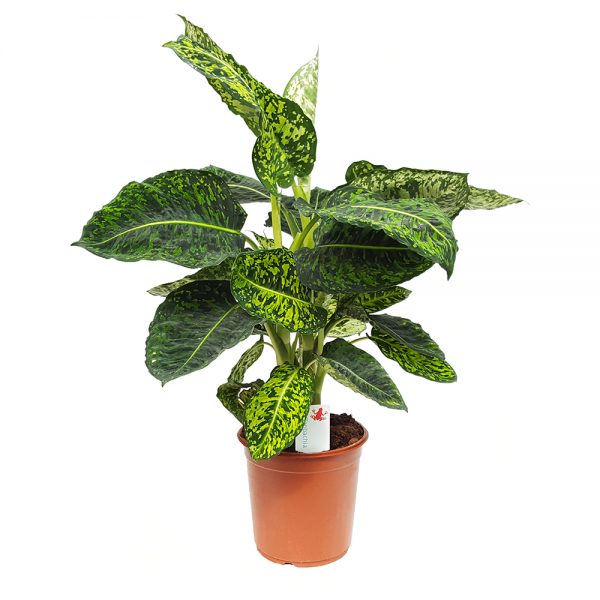 dieffenbachia extra