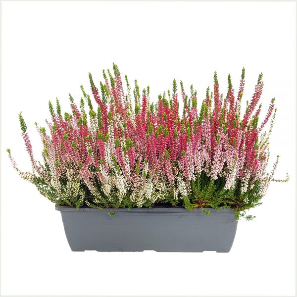 Calluna premium jardiniera