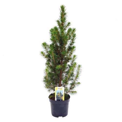 Picea glauca Conica mic