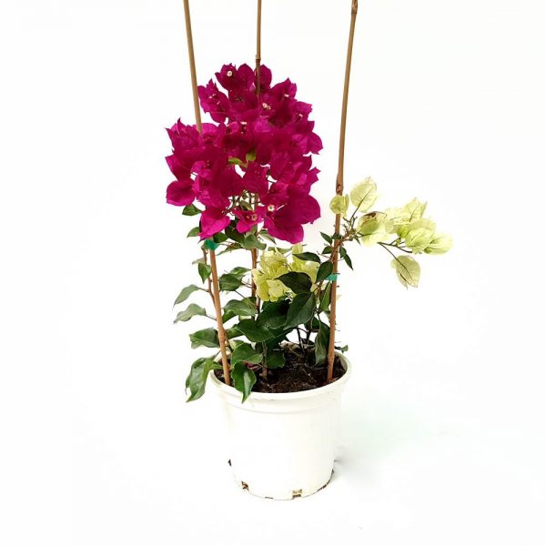 Bougainvillea cu 2 plante - Floarea de hartie - imagine 3