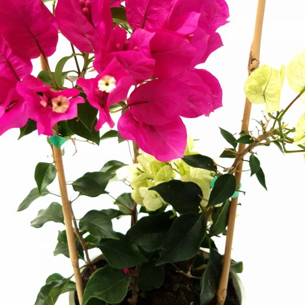 Bougainvillea cu 2 plante - Floarea de hartie - imagine 4