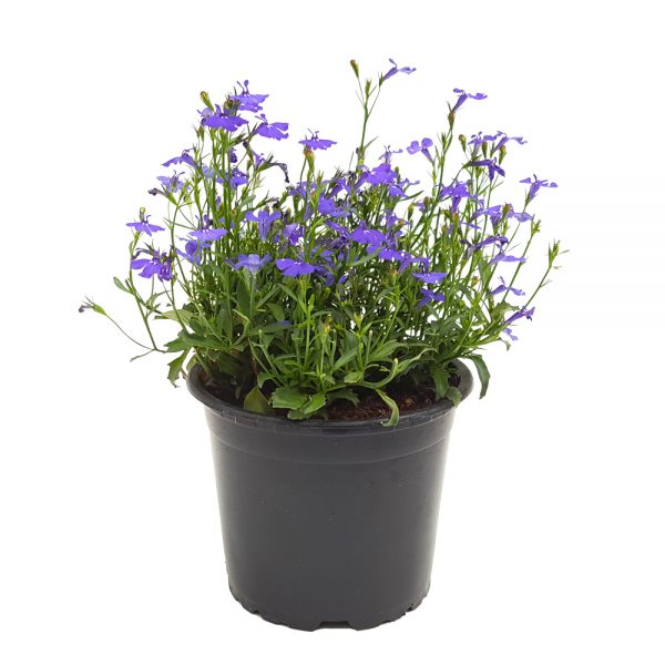 Lobelia