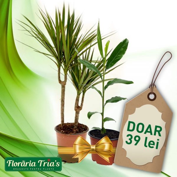 Oferta Dracaena marginata + un ghiveci de Scortisoara