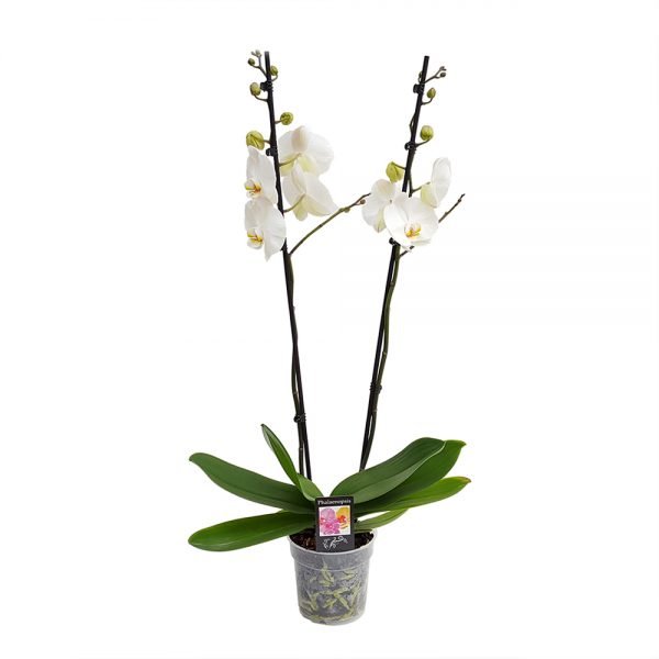 Orhidee Phalaenopsis - Maxi Floraria Trias