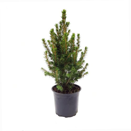 Picea-glauca-conica brad de craciun