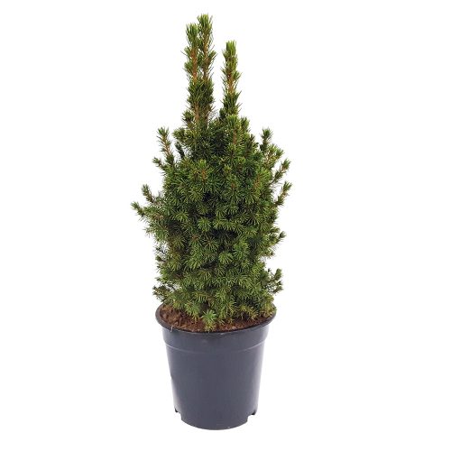 Picea glauca conica mare