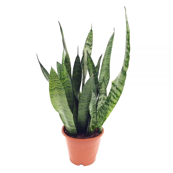 Sansevieria Green