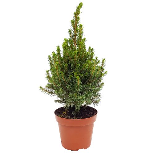 Picea glauca Conica mediu