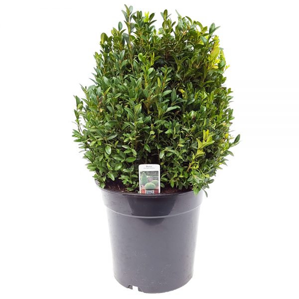 buxus