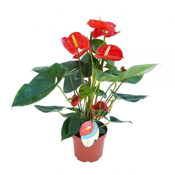 Anthurium - Floarea flamingo