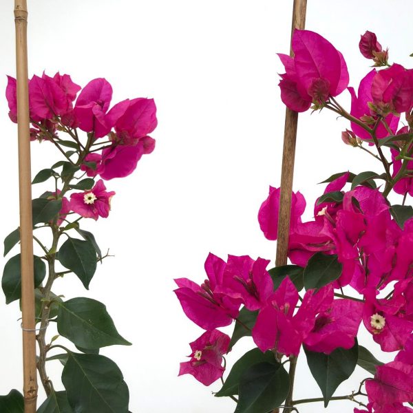 Bougainvillea cu 2 plante - Floarea de hartie - imagine 2