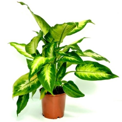 Dieffenbachia Camilla