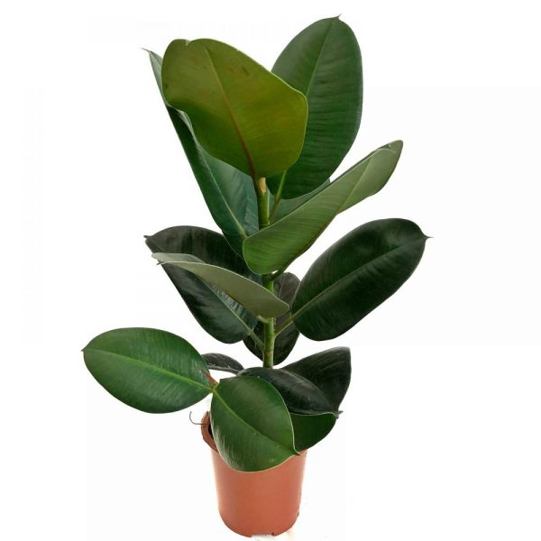 ficus robusta