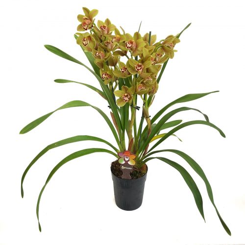 orhidee cymbidium