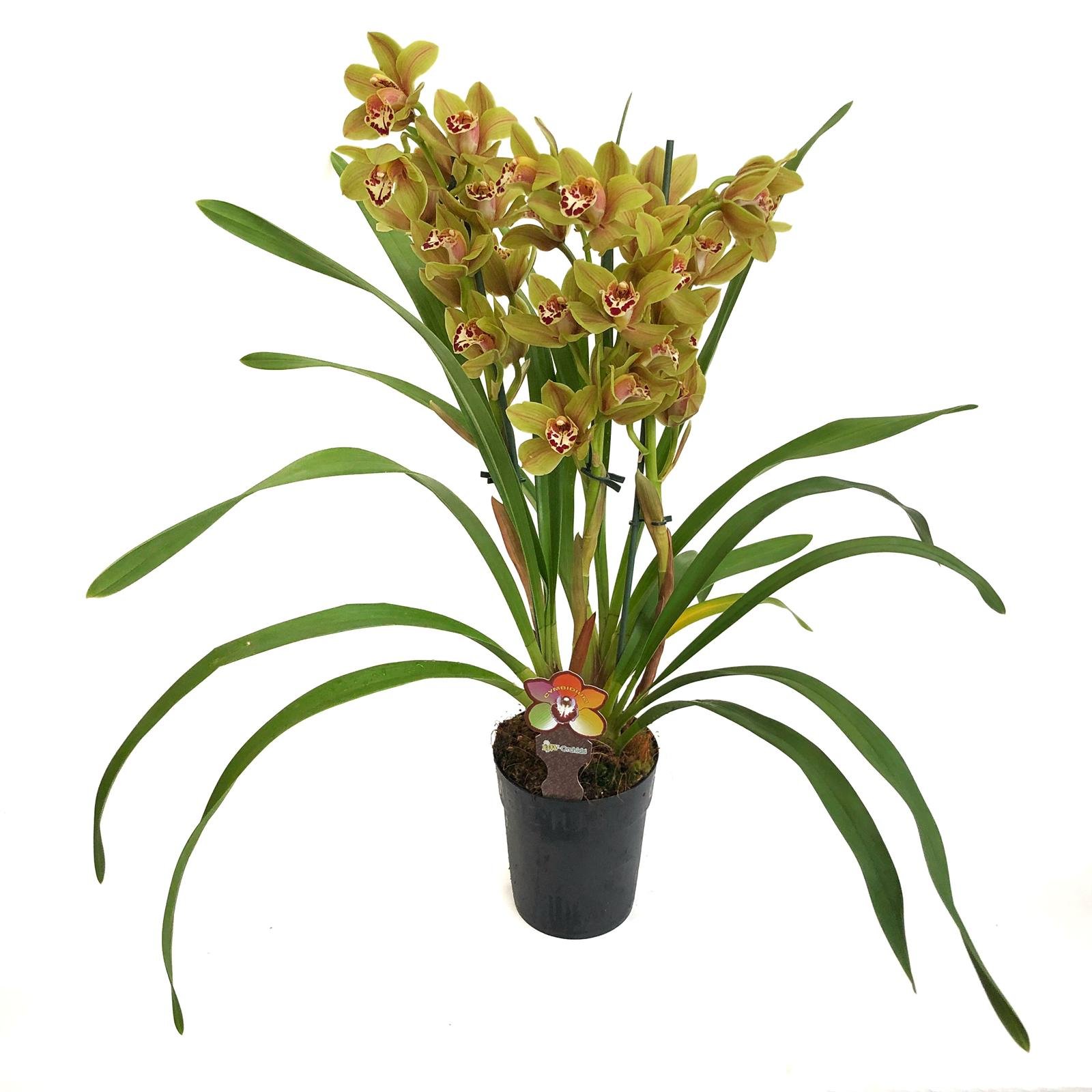 Association level Omitted Orhidee Cymbidium -planta in ghiveci - Floraria Tria's