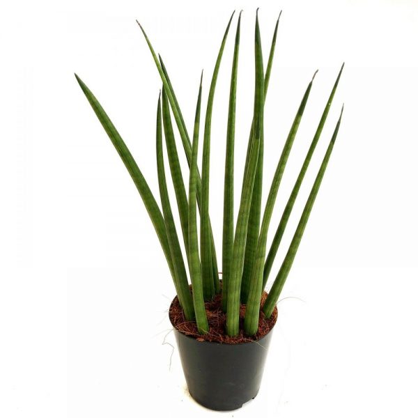 sansevieria tubulara