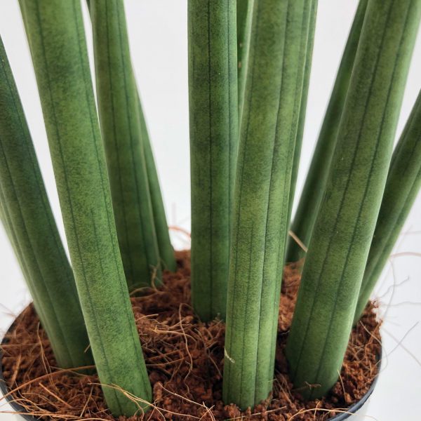 sansevieria tubulara frunza