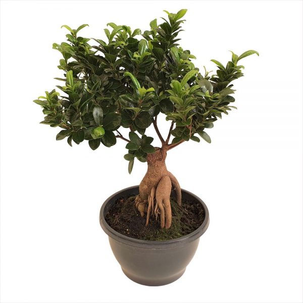 bonsai ficus ginseng