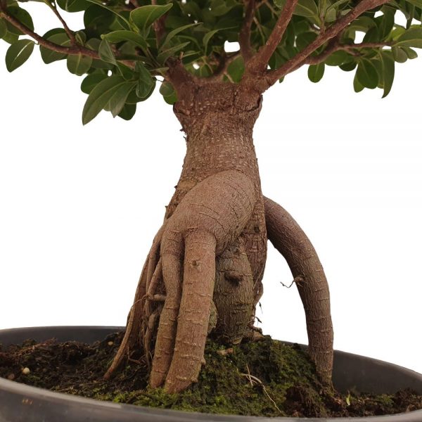 bonsai ficus ginseng