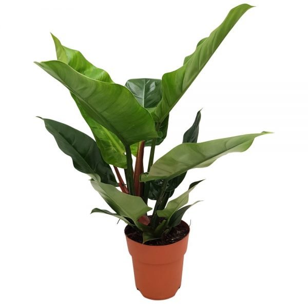 Philodendron Imperial-green